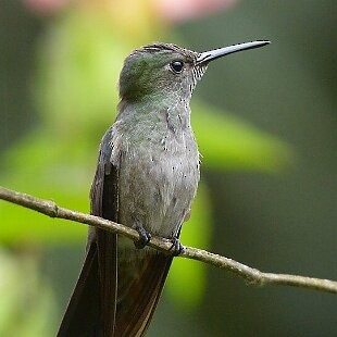 Sombre Hummingbird - ML625284775