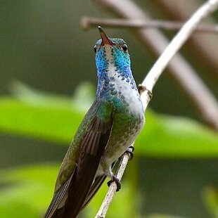 tupikolibri - ML625284781