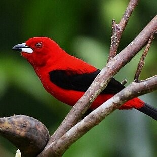 Brazilian Tanager - ML625284796