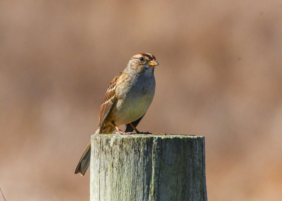 White-crowned Sparrow - ML625284798