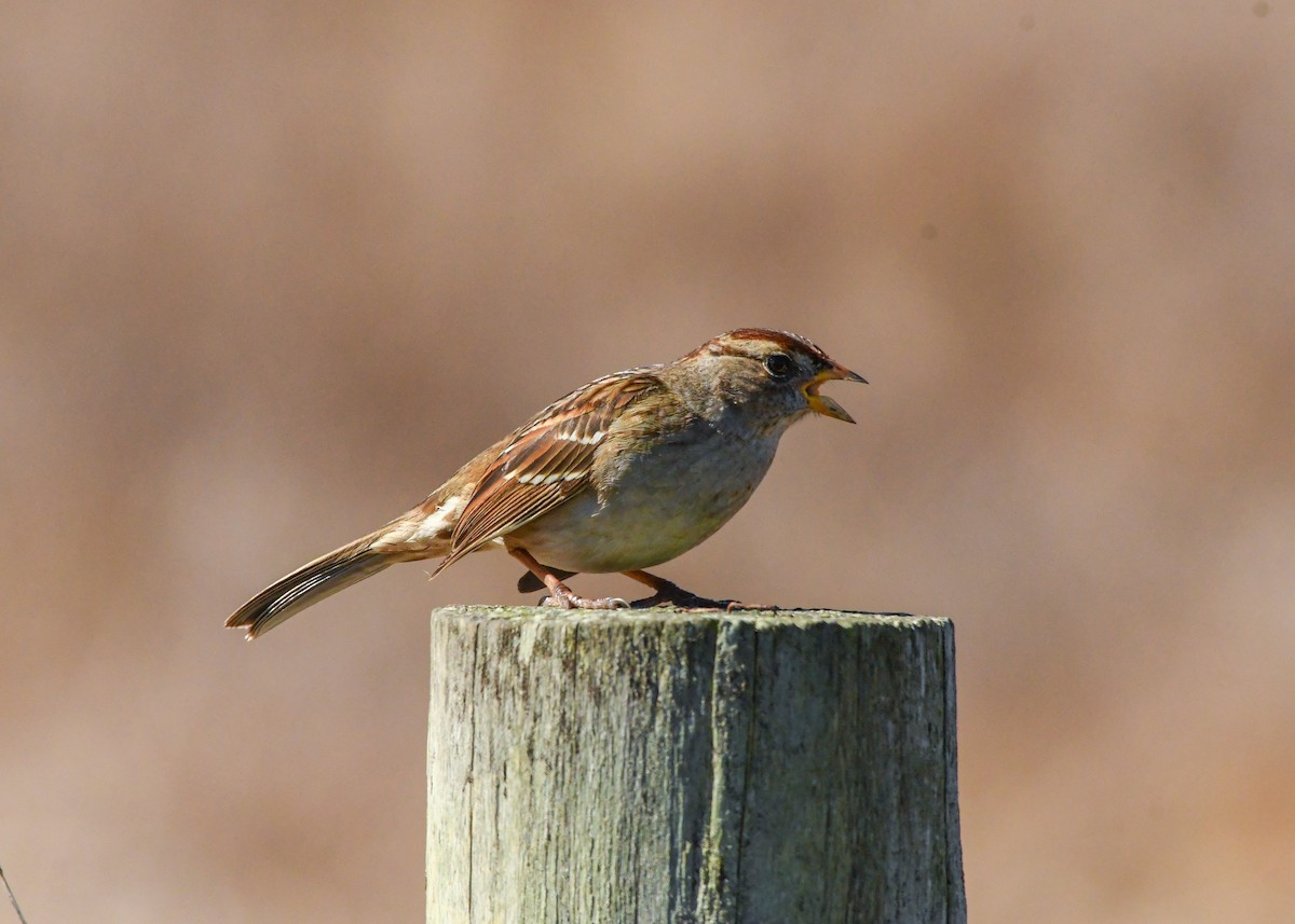 White-crowned Sparrow - ML625284799