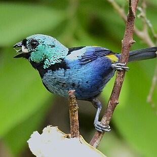 Seven-colored Tanager - ML625284801