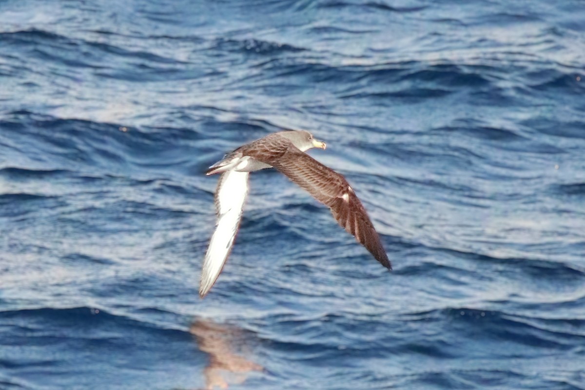 Cory's Shearwater - ML625284808