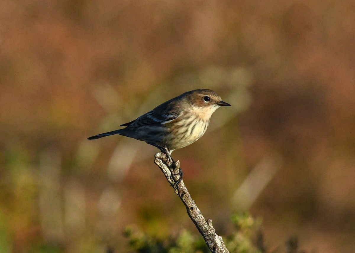 Yellow-rumped Warbler - ML625284811