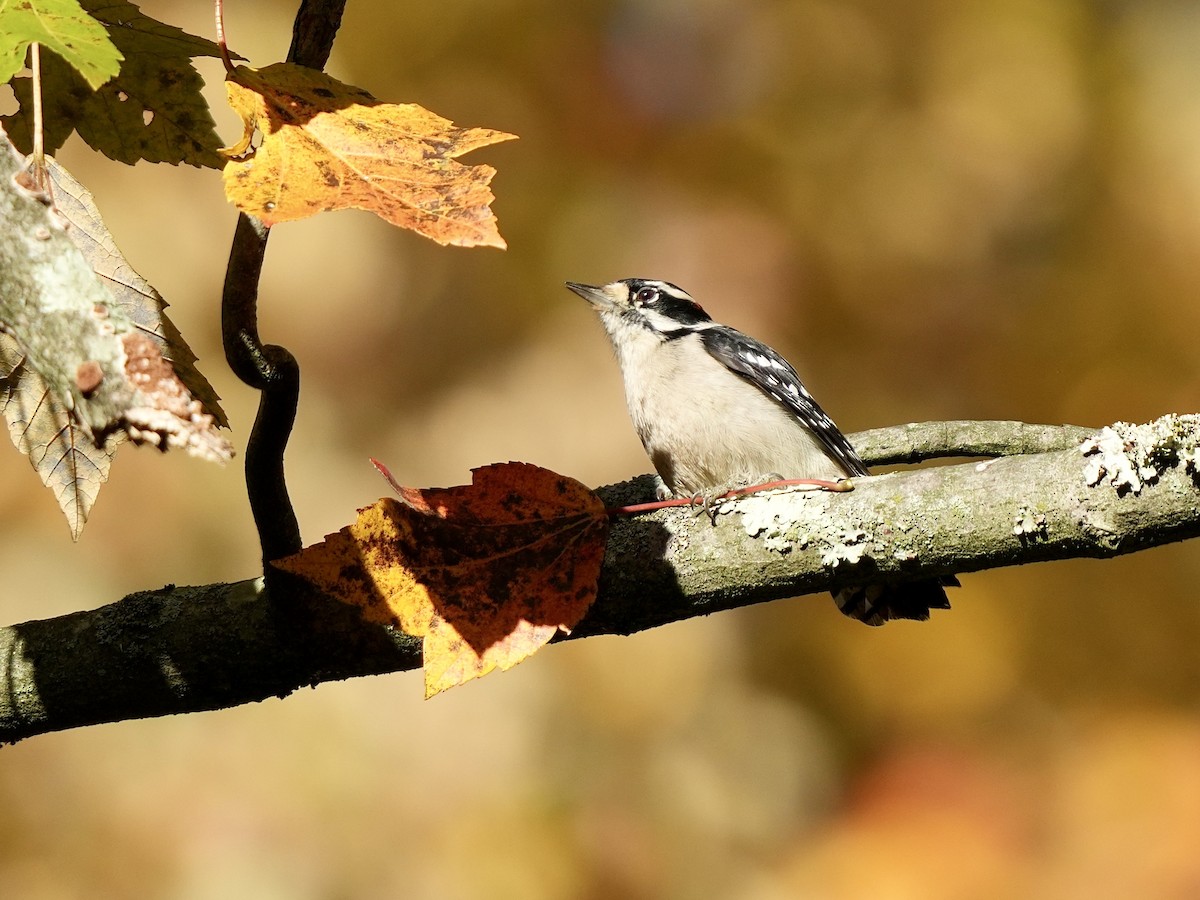 Downy Woodpecker - ML625284816