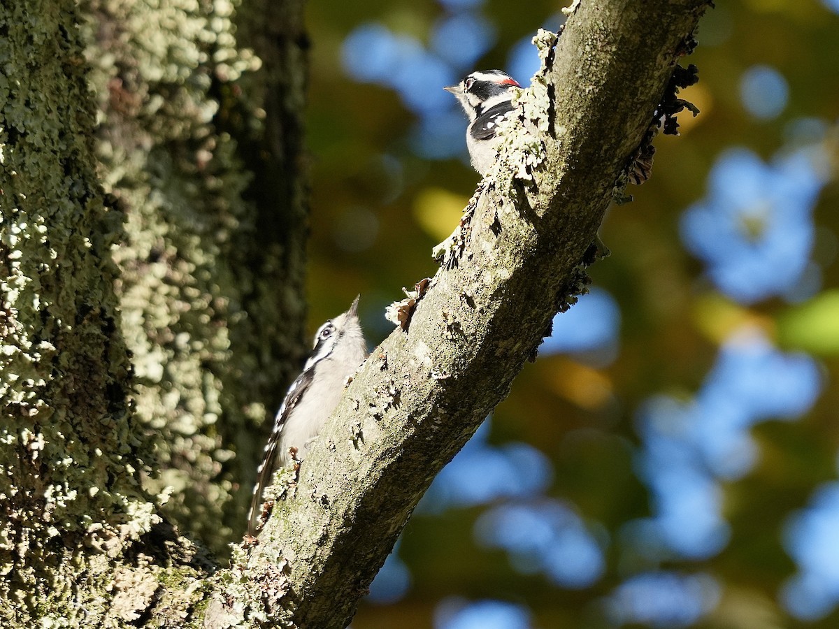 Downy Woodpecker - ML625284817