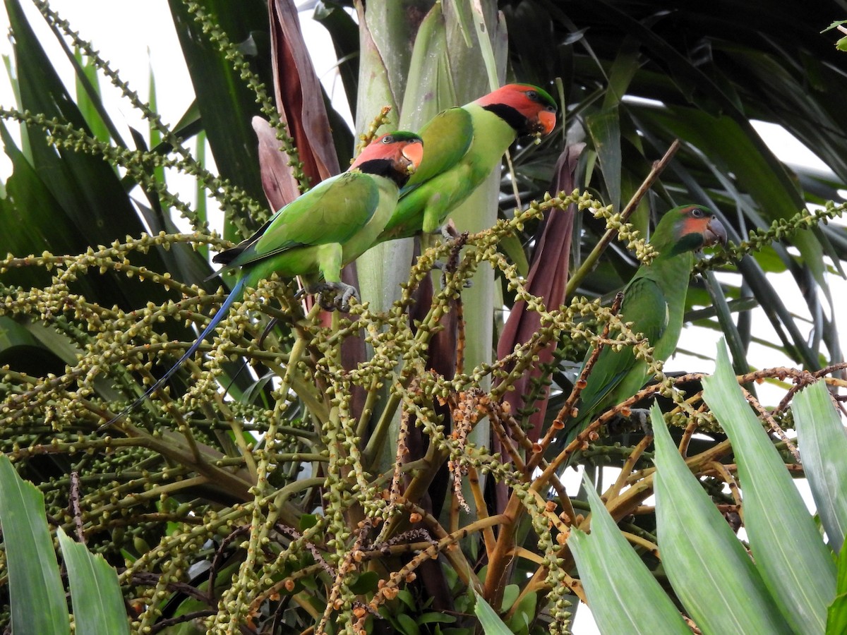 Long-tailed Parakeet - ML625284819