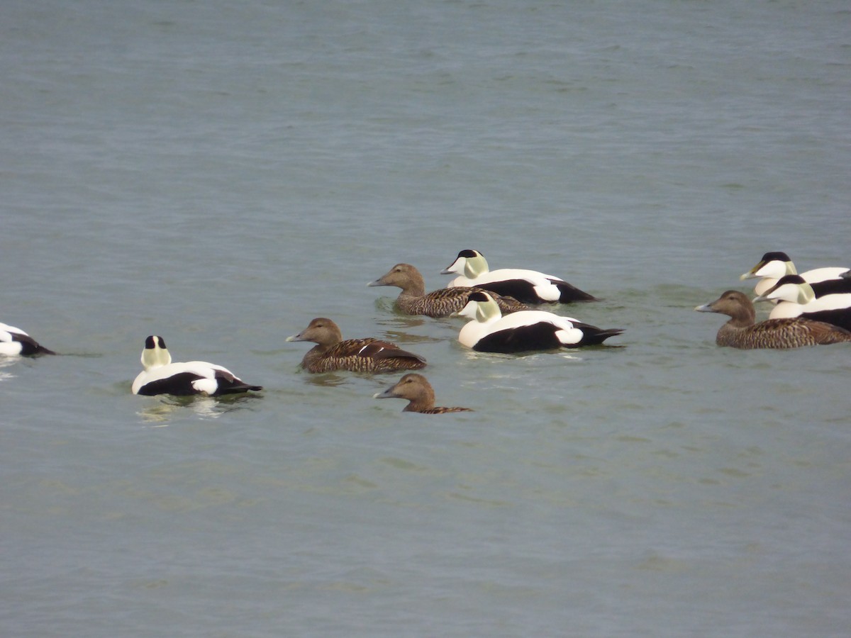 Common Eider - ML625284822