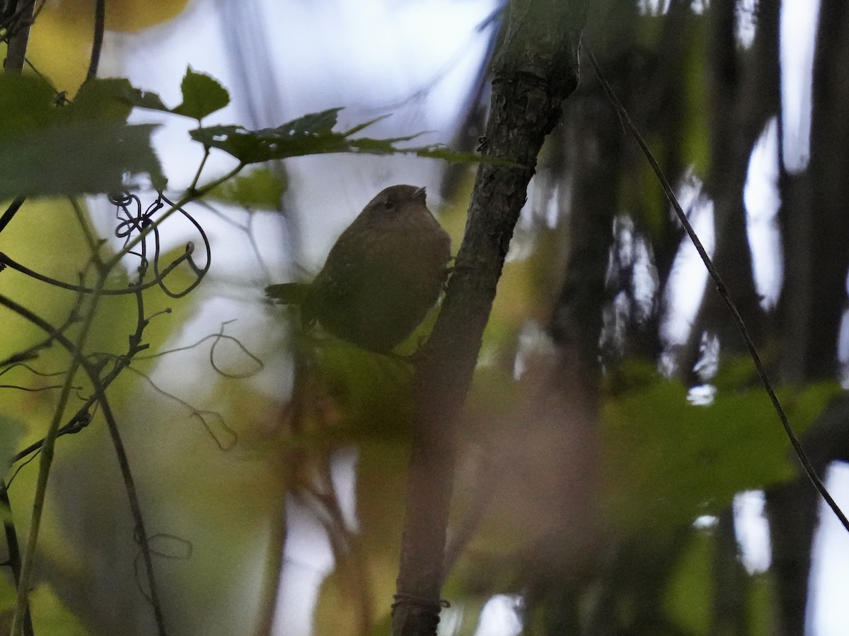 Winter Wren - ML625284824