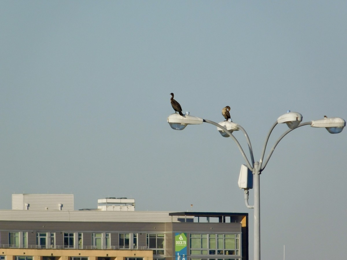 Double-crested Cormorant - ML625284826