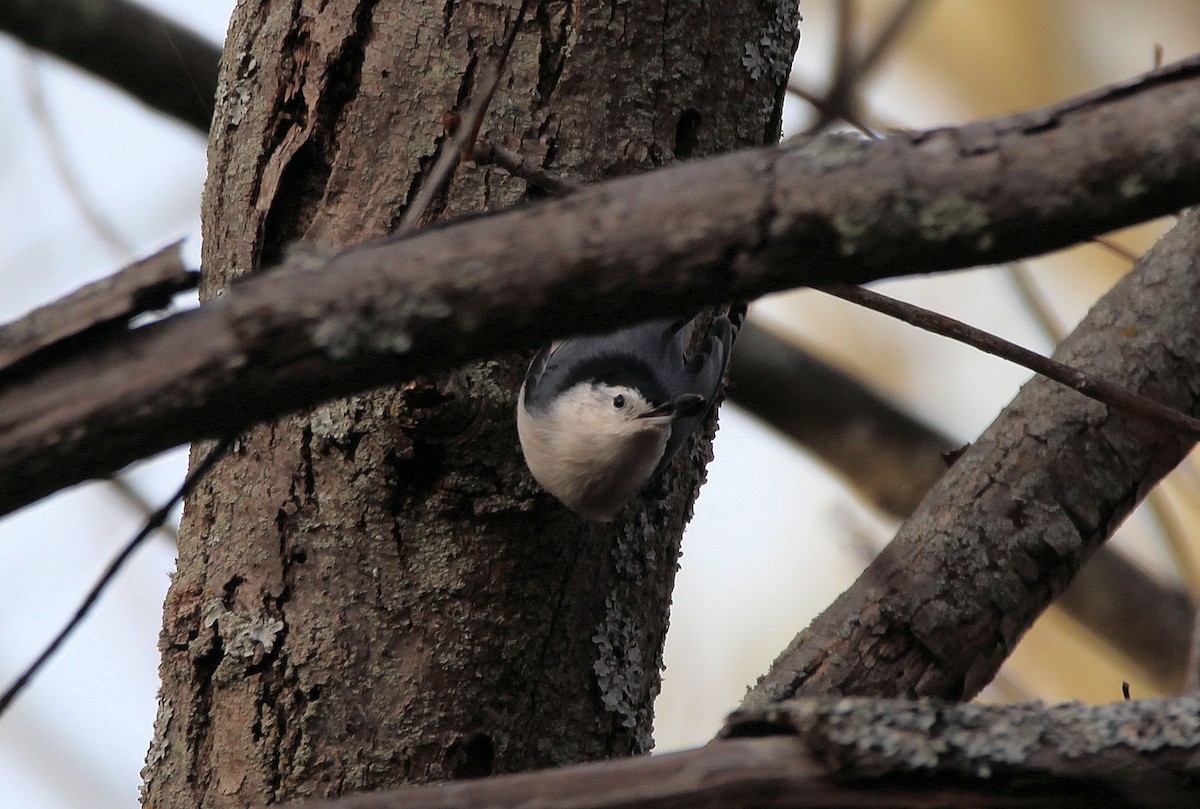 White-breasted Nuthatch - ML625284827