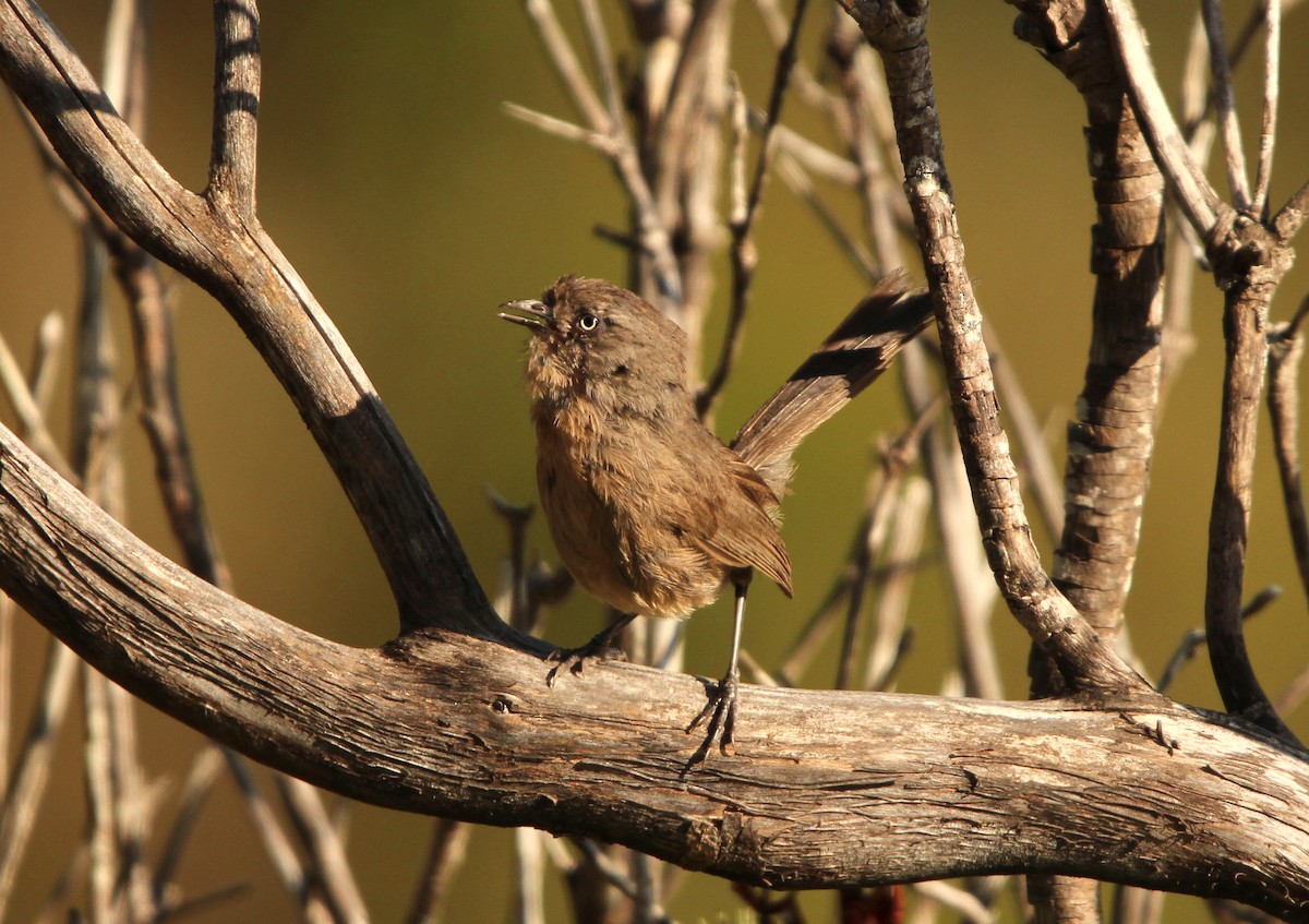 Wrentit - ML625284829