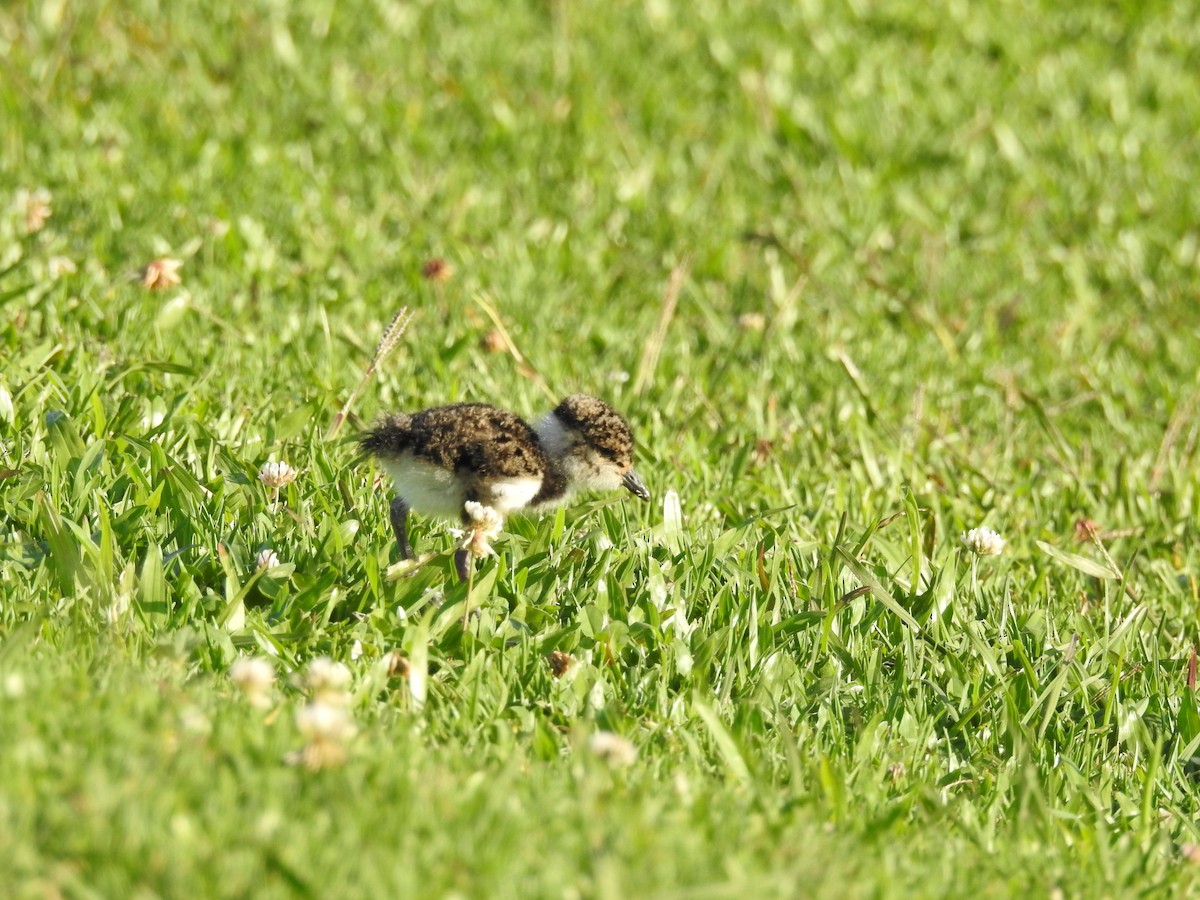 Southern Lapwing - ML625284830