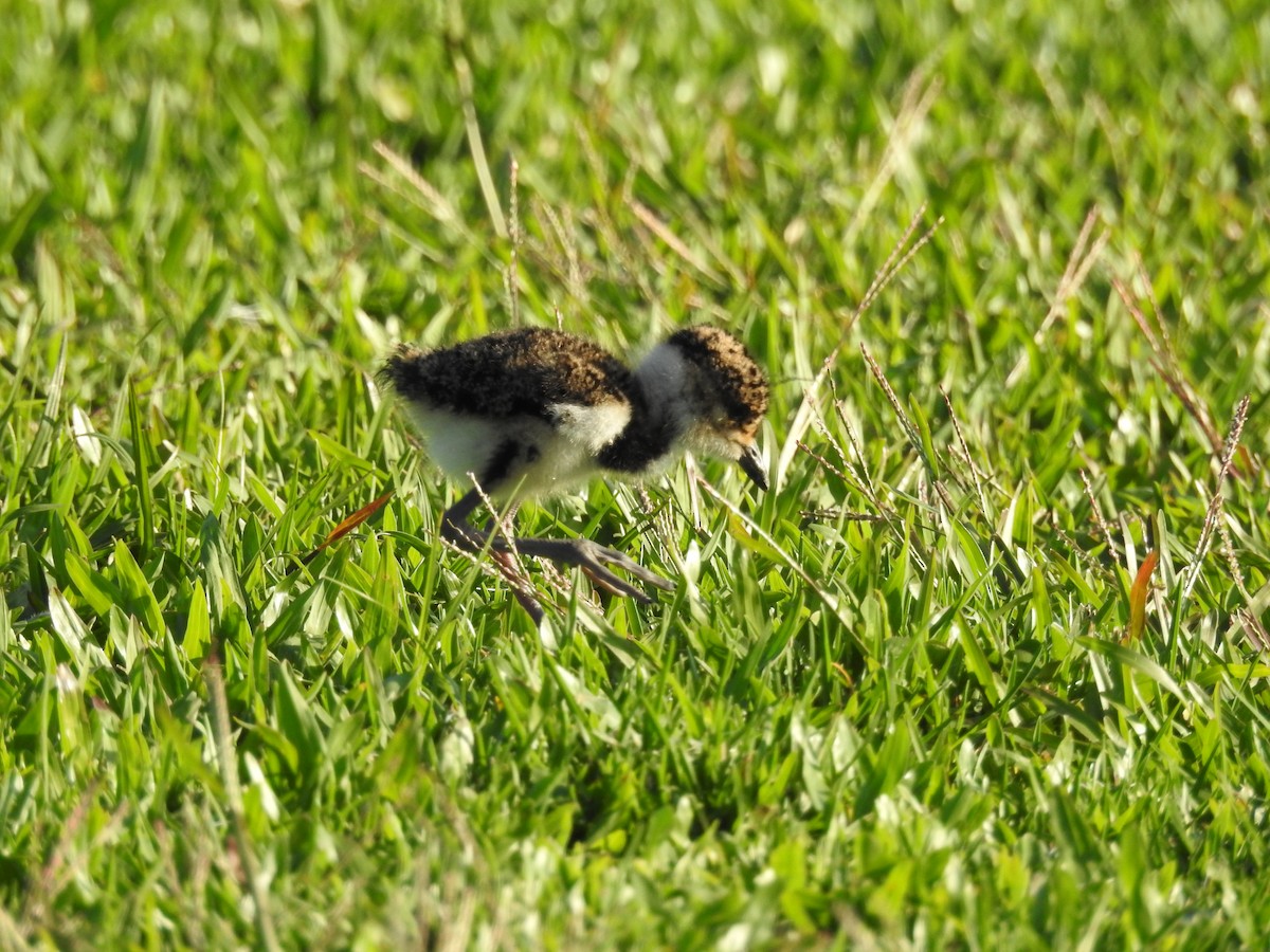 Southern Lapwing - ML625284831