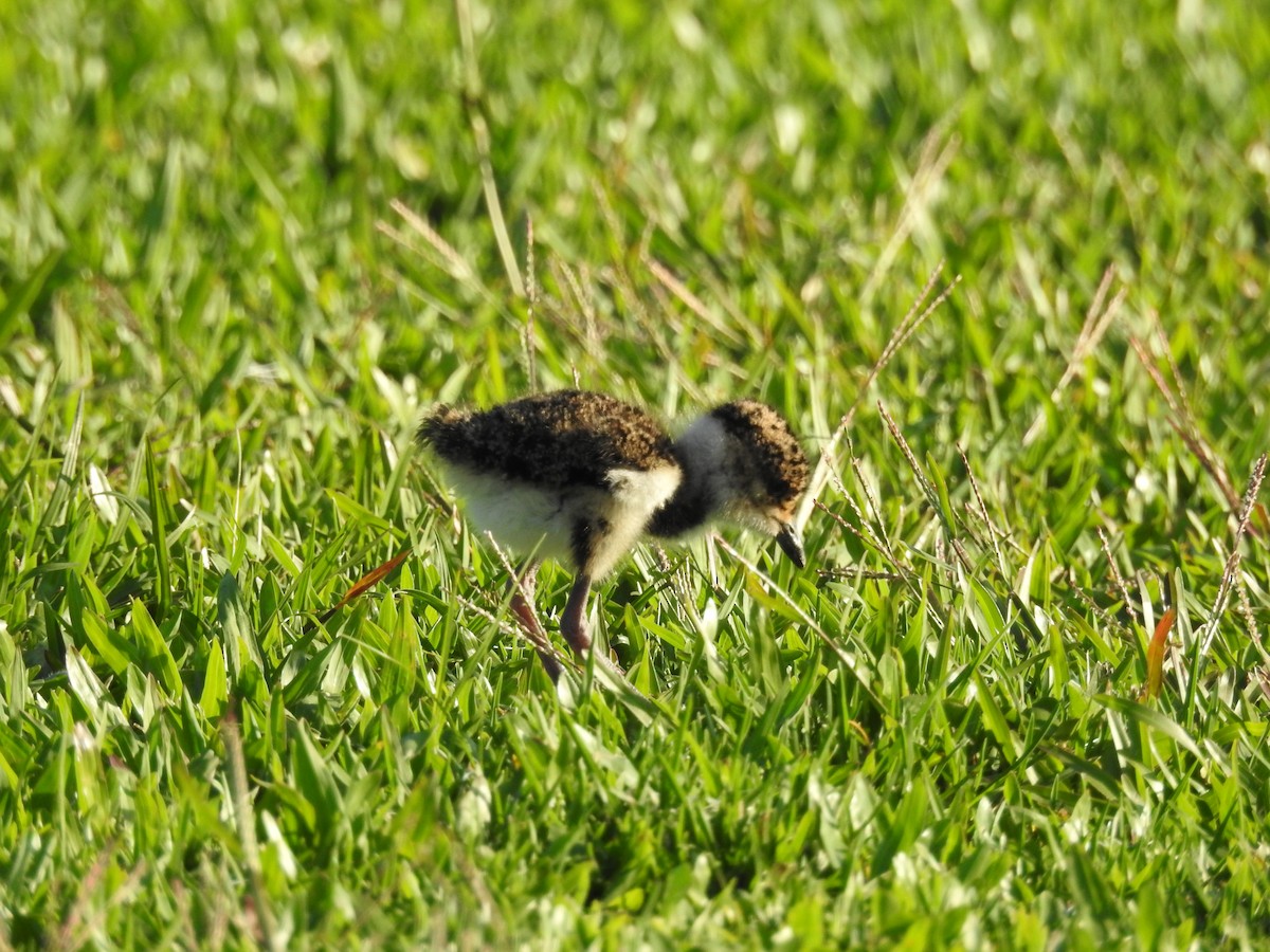 Southern Lapwing - ML625284832