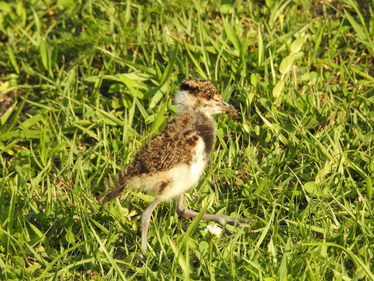 Southern Lapwing - ML625284833