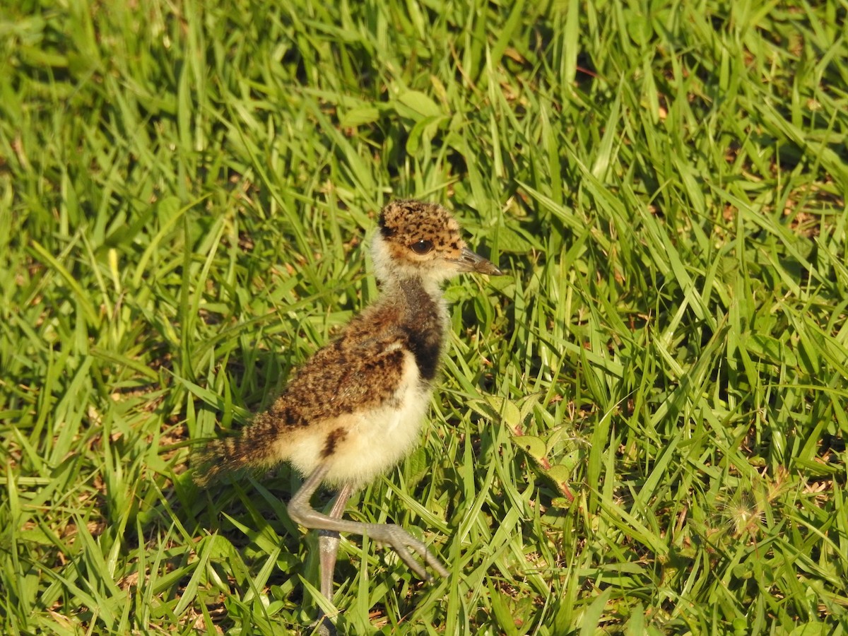 Southern Lapwing - ML625284834