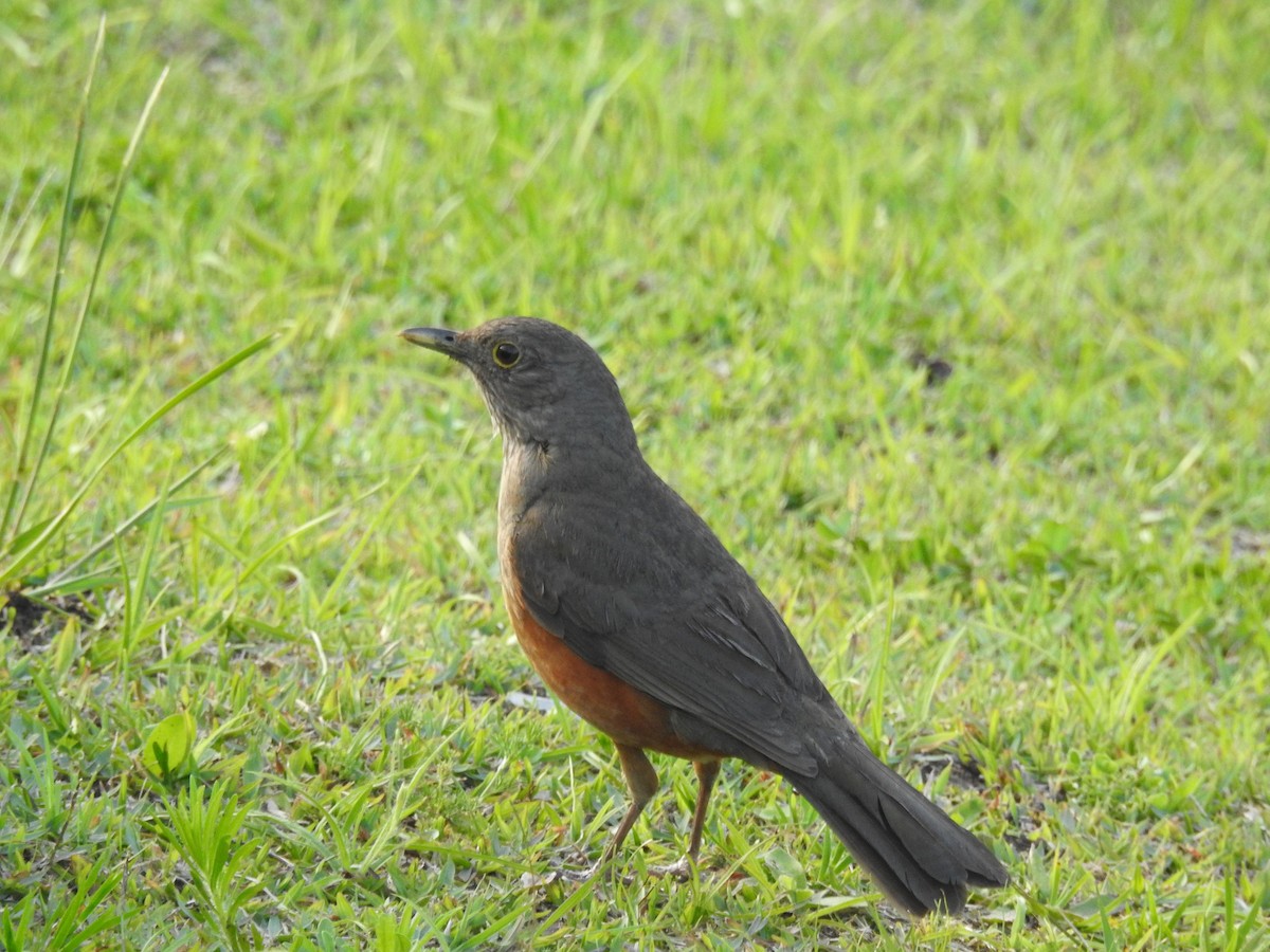 Rufous-bellied Thrush - ML625284836