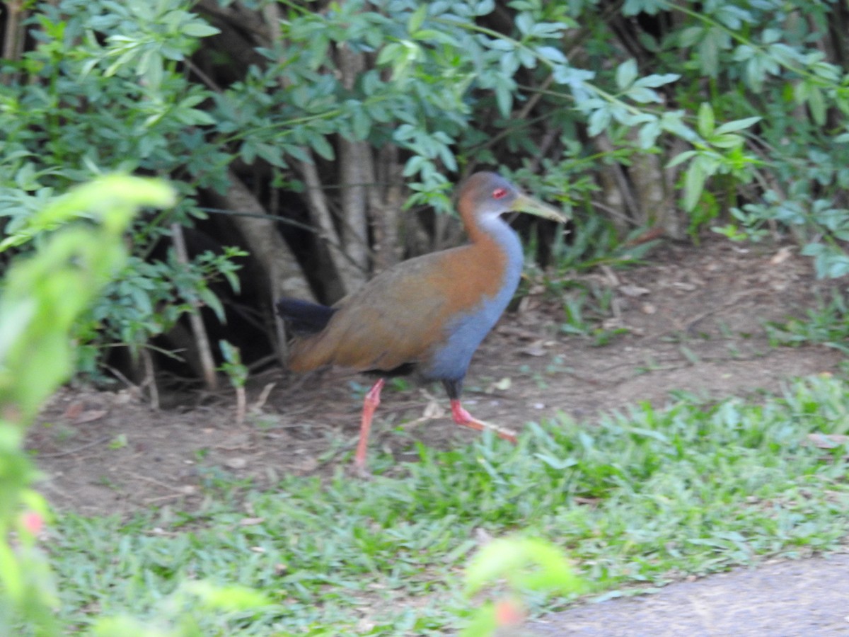 Slaty-breasted Wood-Rail - ML625284837