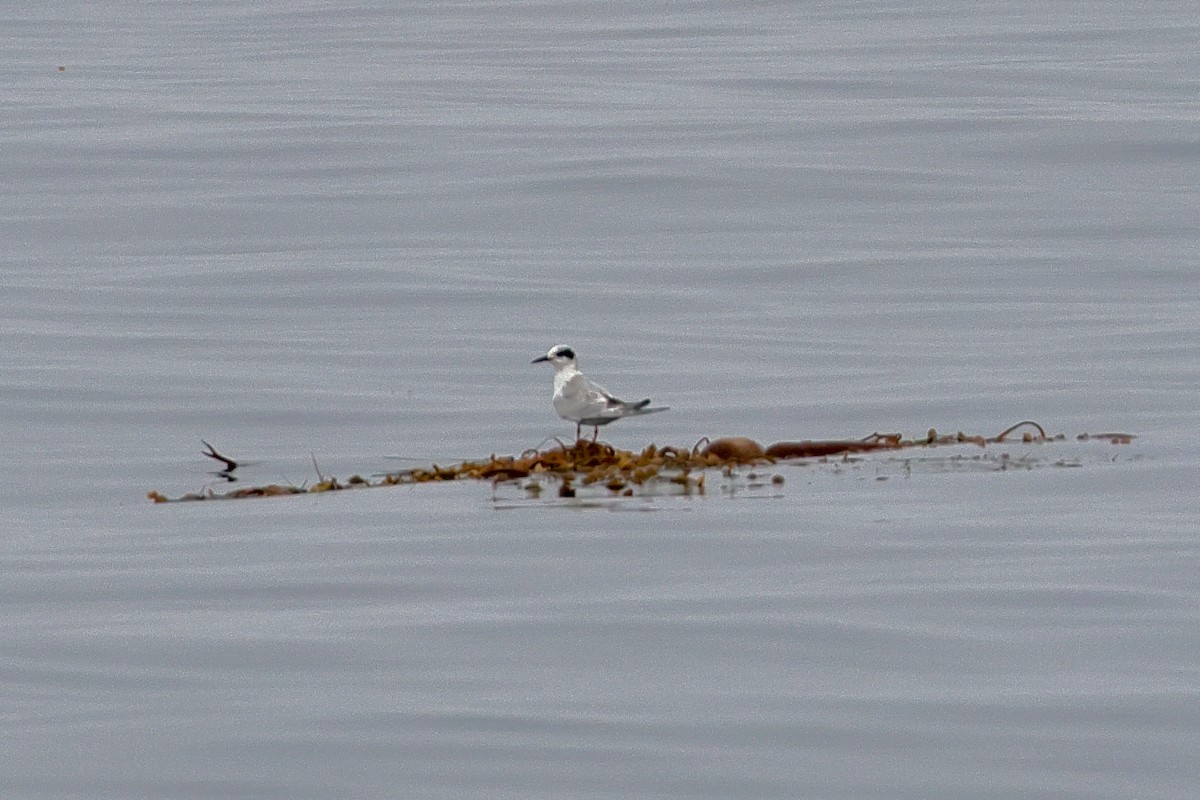 Forster's Tern - ML625284838