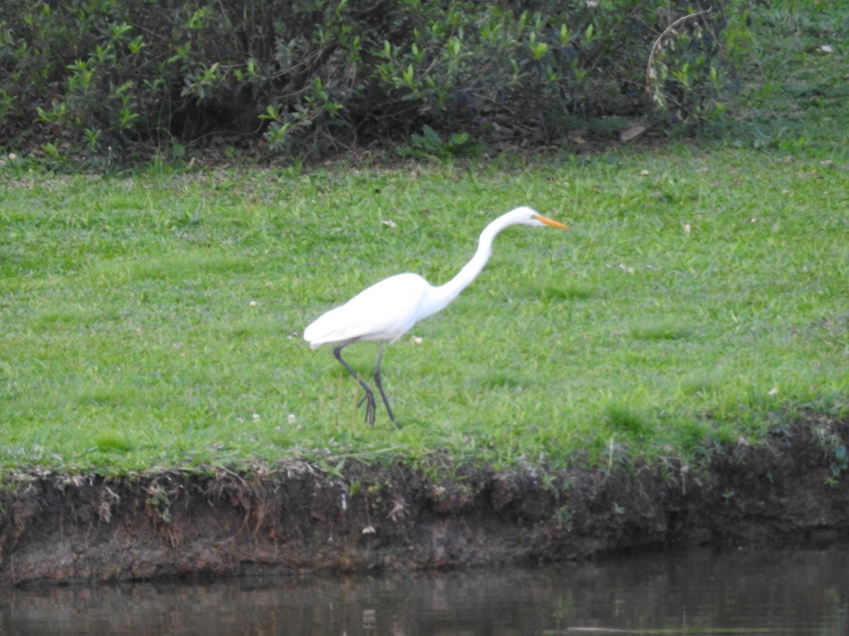 Great Egret - ML625284845