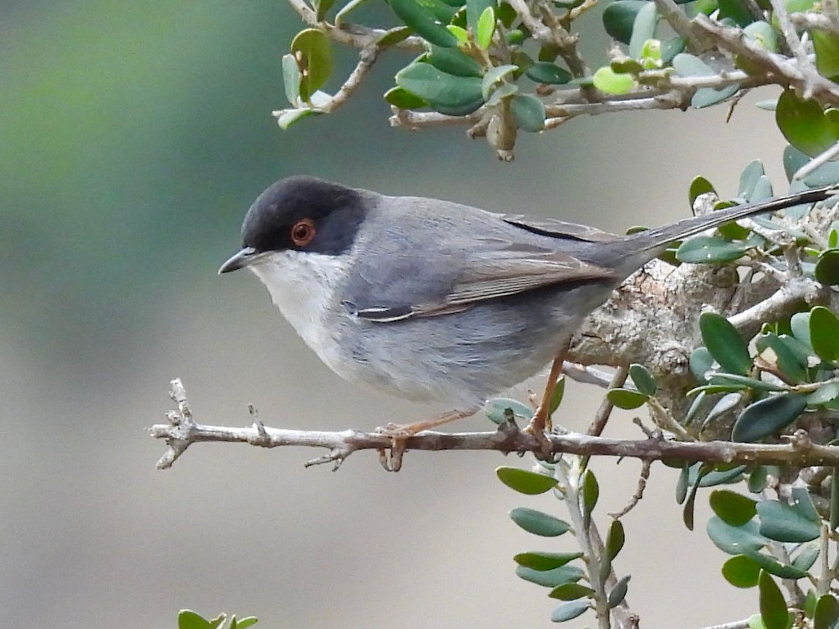 Sardinian Warbler - Andy Todd