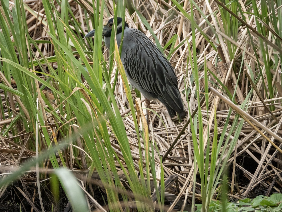 Yellow-crowned Night Heron - ML625284849