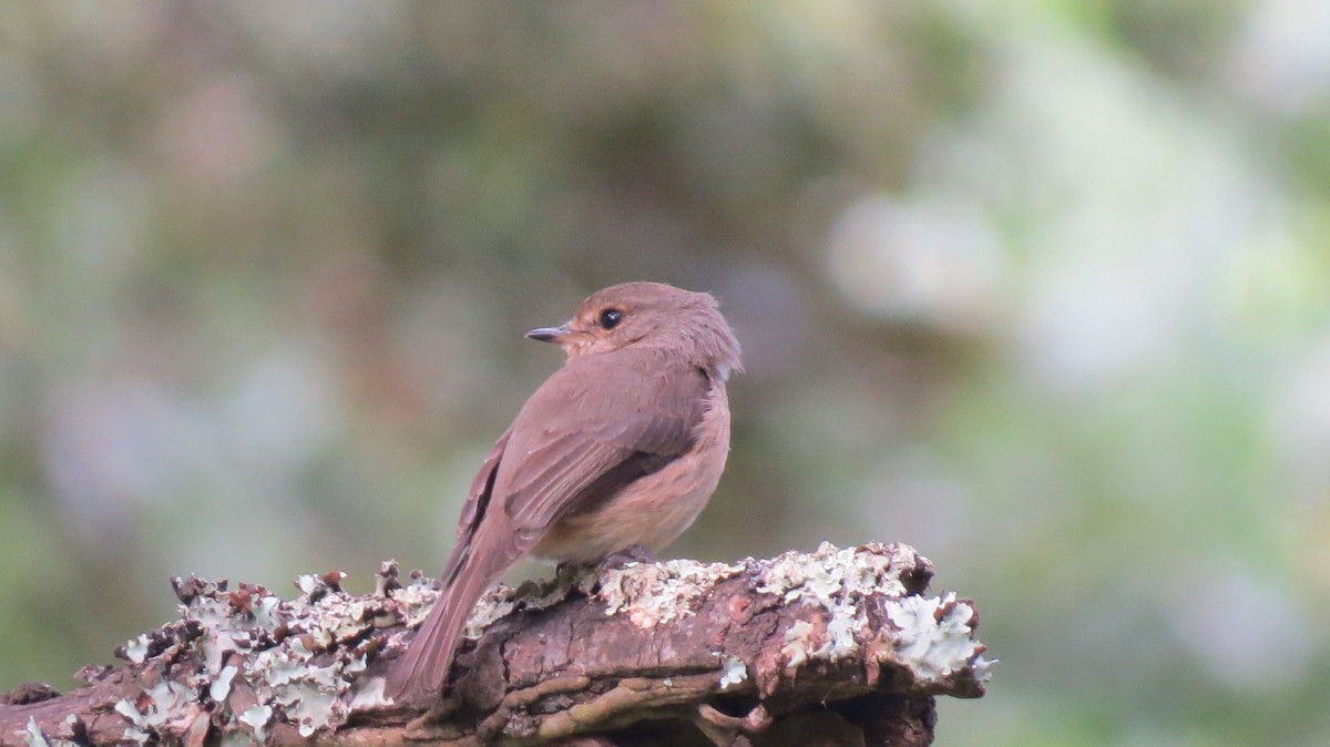 African Dusky Flycatcher - ML625284851