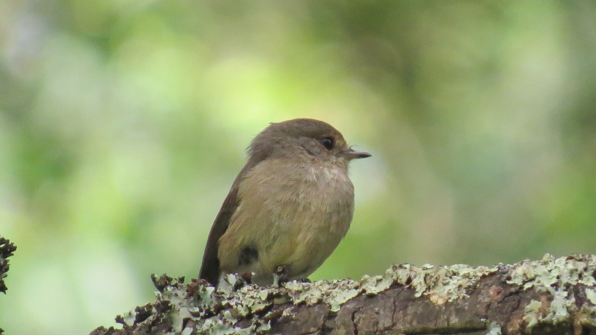 African Dusky Flycatcher - ML625284852