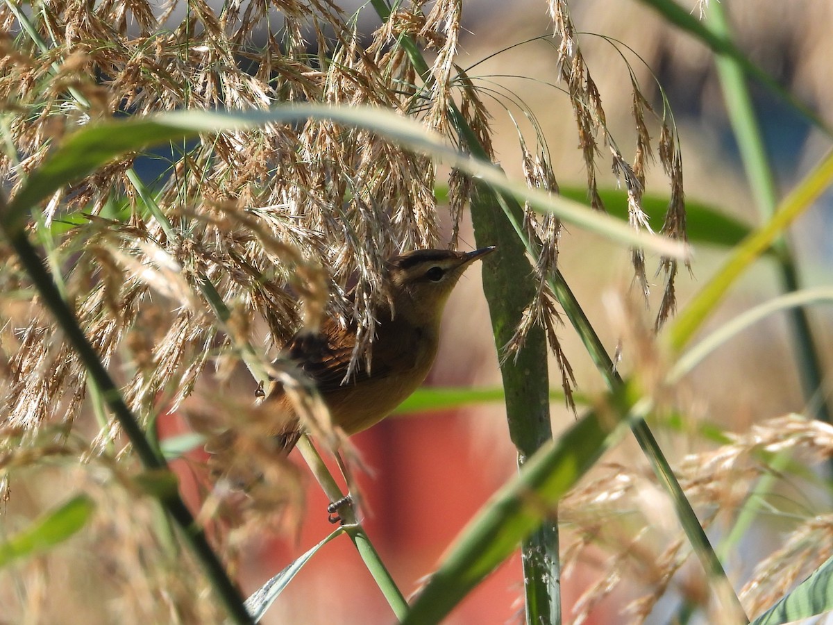 Black-browed Reed Warbler - ML625284854