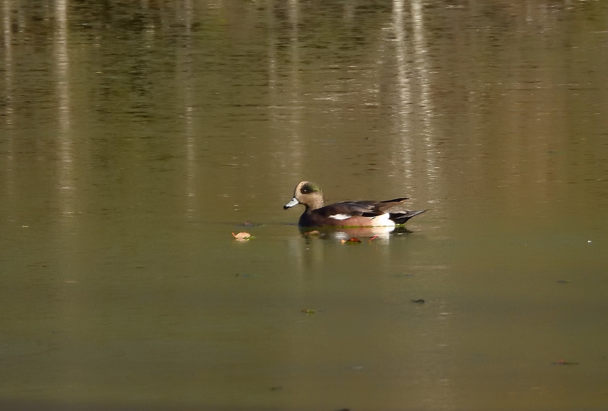 American Wigeon - ML625284855