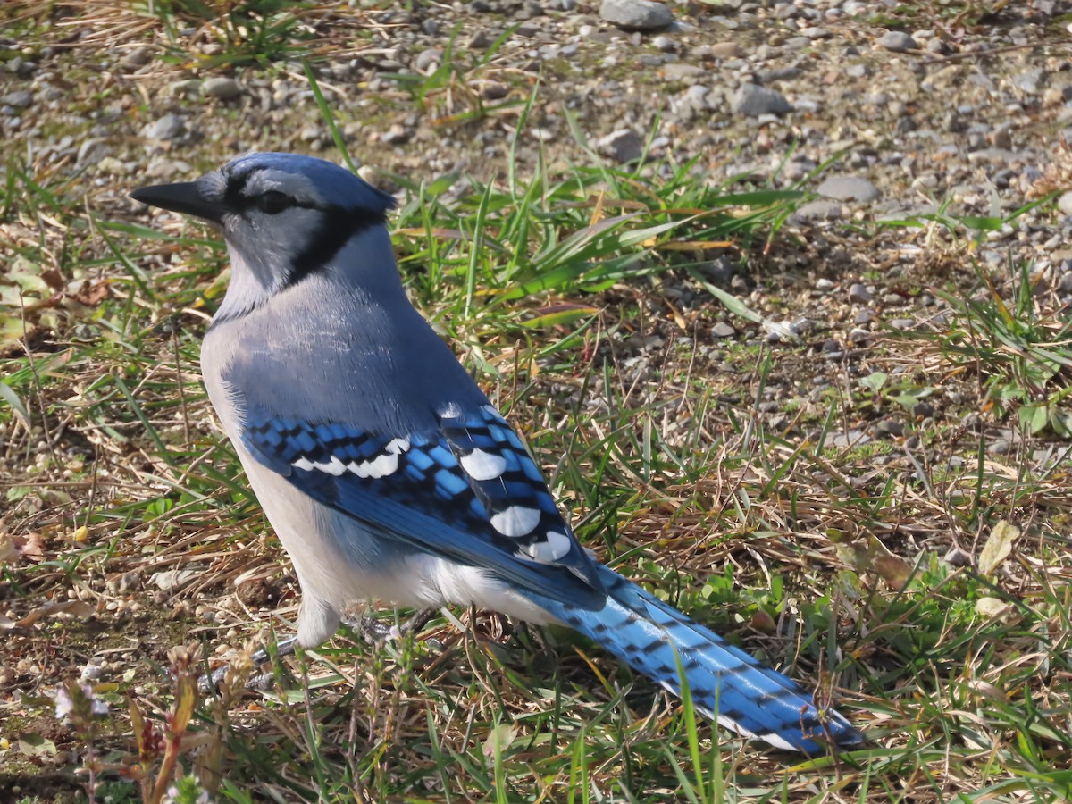 Blue Jay - ML625284856