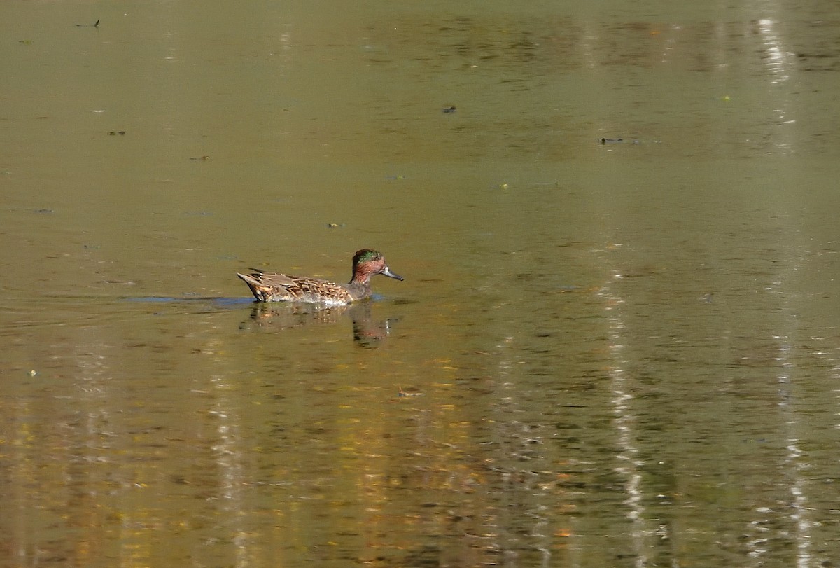 Green-winged Teal - ML625284857