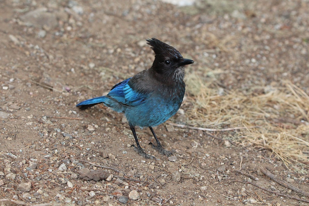 Steller's Jay (Coastal) - ML625284858