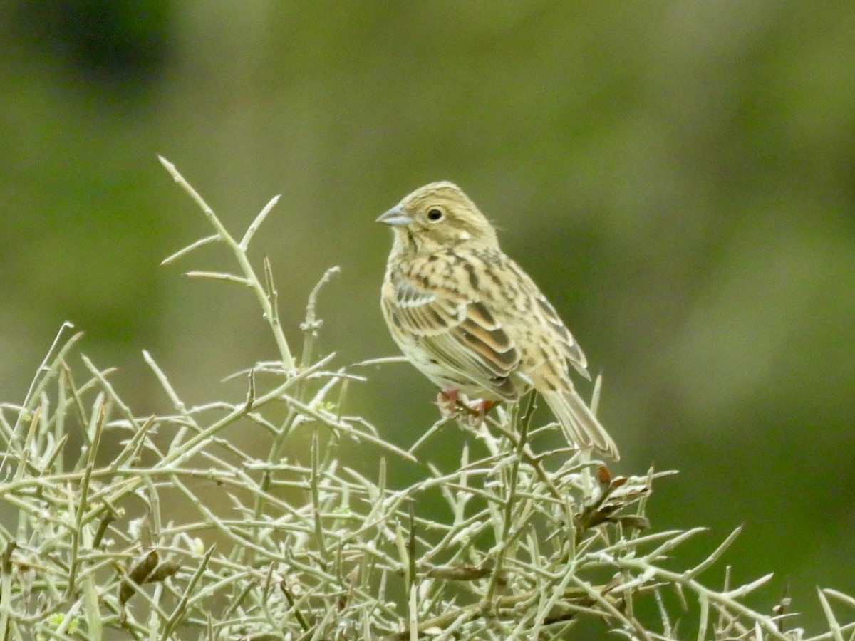 Cirl Bunting - ML625284859