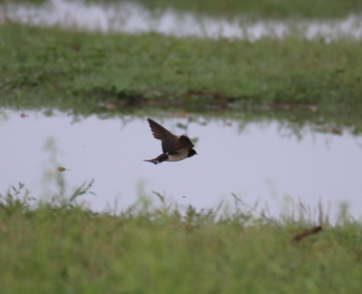 Eastern Red-rumped Swallow - ML625284860