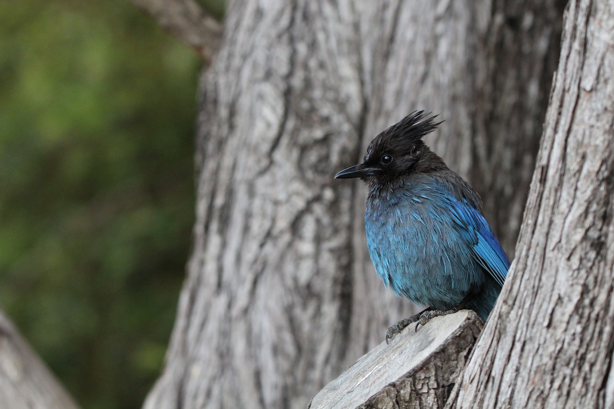 Steller's Jay (Coastal) - ML625284861