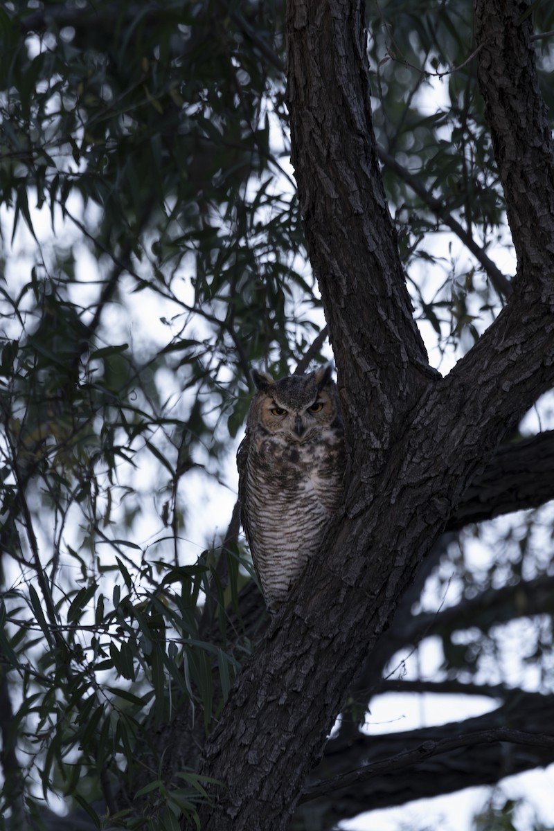 Great Horned Owl - ML625284862