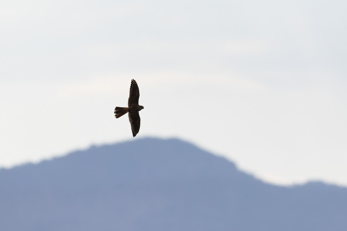 American Kestrel - ML625284864