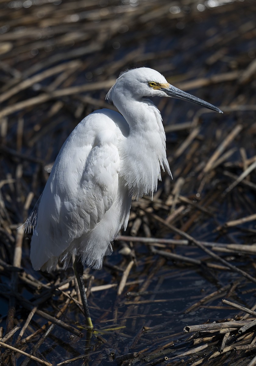 Snowy Egret - ML625284865