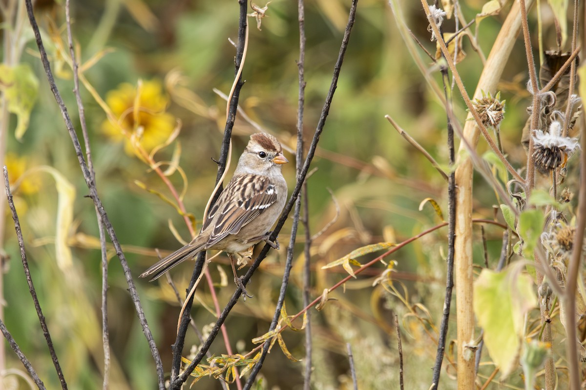 White-crowned Sparrow - ML625284866