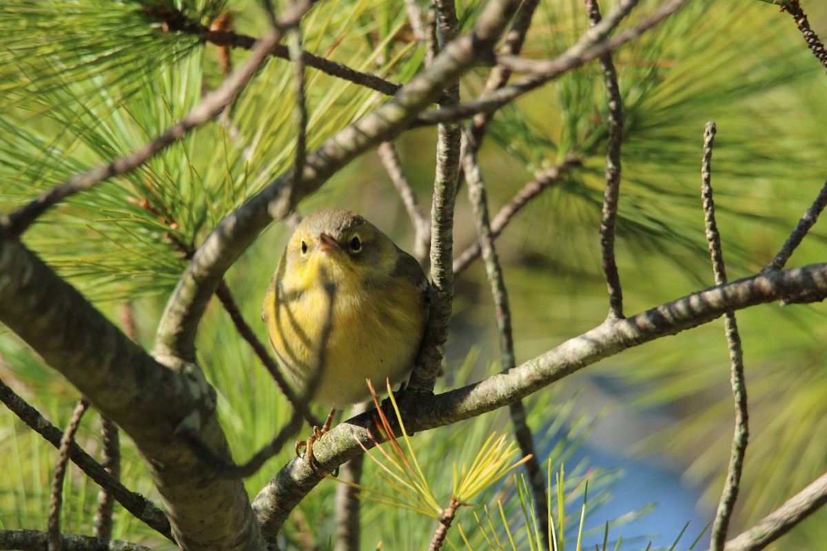 Pine Warbler - ML625284867