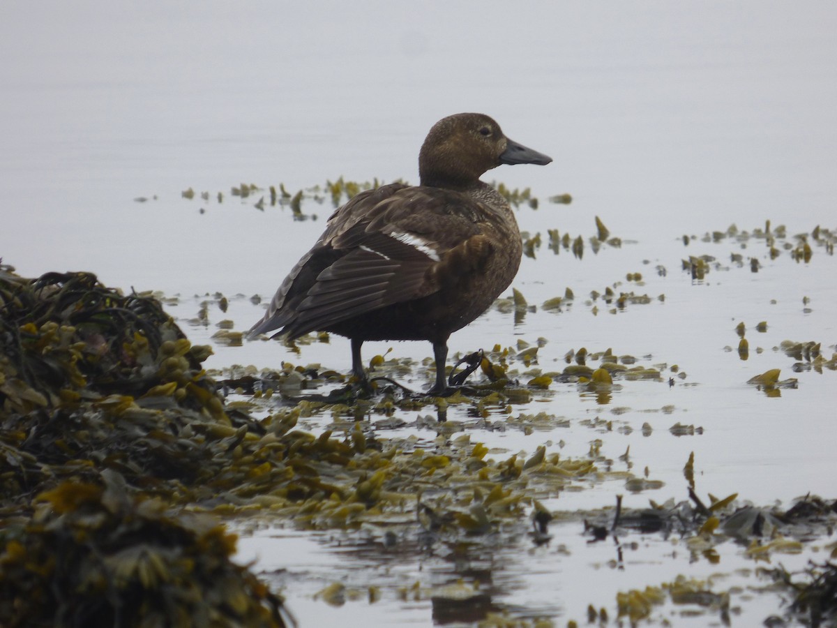 Steller's Eider - Michal Kavka