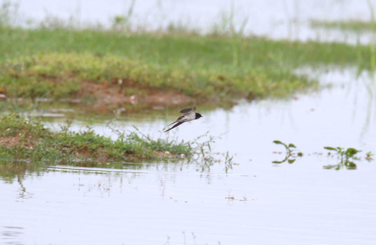 Eastern Red-rumped Swallow - ML625284869