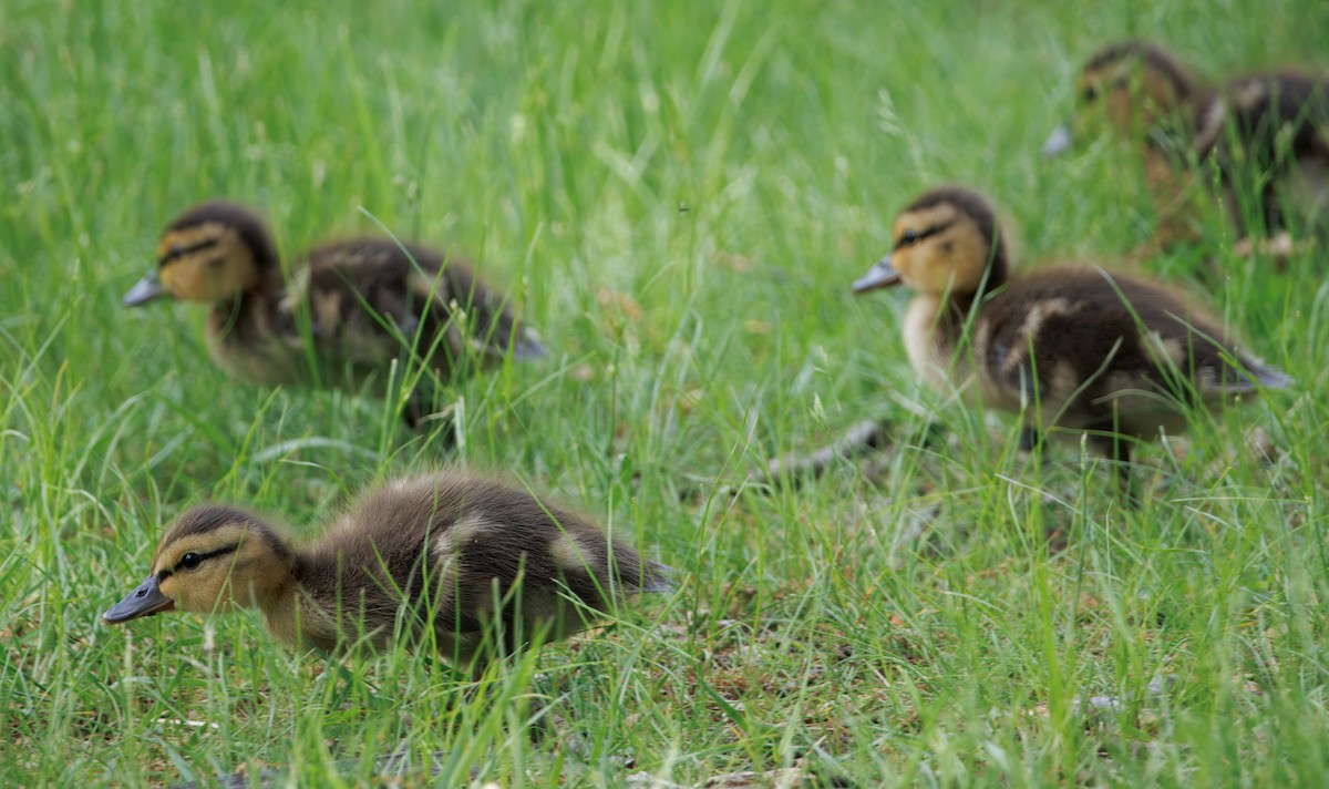 Mallard - ML625284870