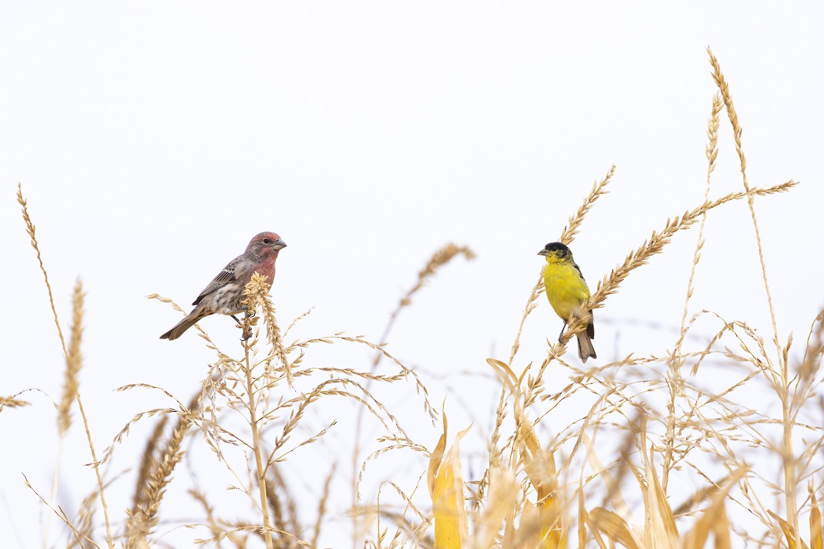 Lesser Goldfinch - ML625284873