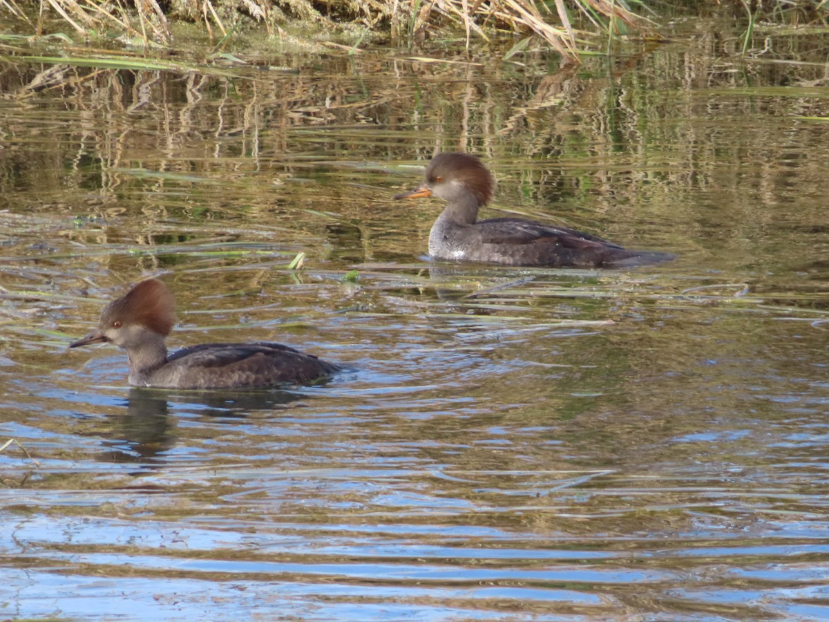 Hooded Merganser - ML625284874