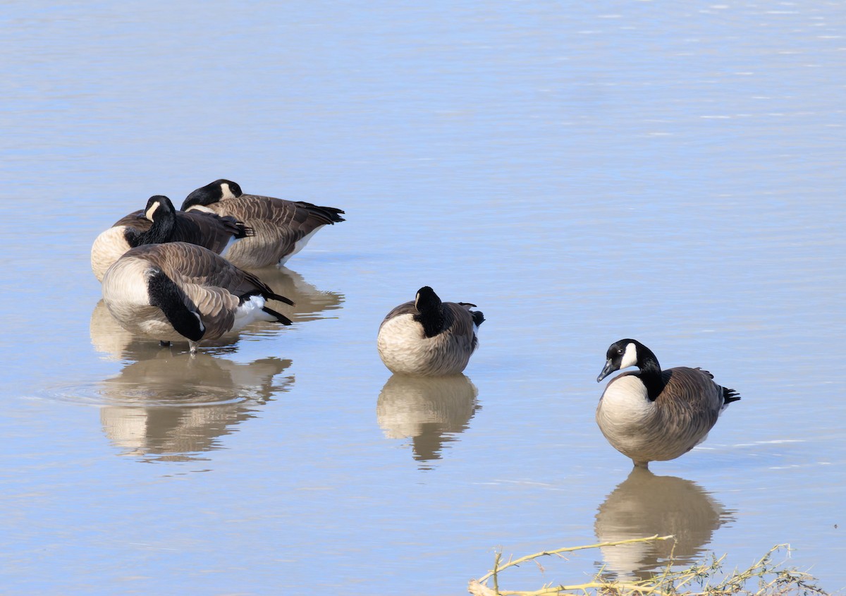 Canada Goose - Verlee Sanburg