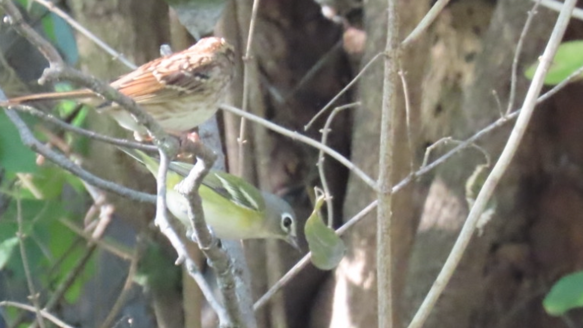 Blue-headed Vireo - ML625284877