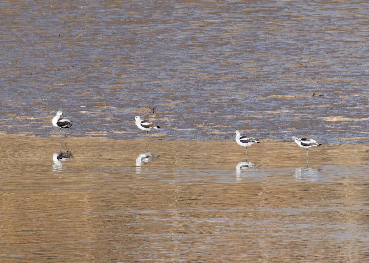 American Avocet - ML625284878